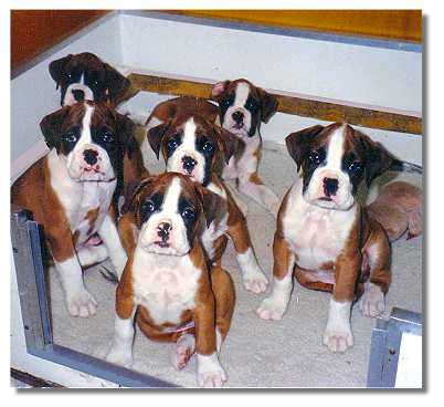 6 typical Taratan puppies