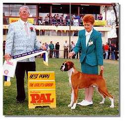 Taratan Rommel Winning Puppy in Group Adelaide Royal
